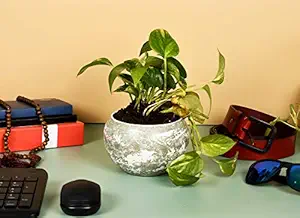HINS Dusty Green And White Metal Round Shape Flower Plant Pot For Indoor Plants (Without Stand) Metal Pots For Indoor Plants I Elevated Garden Planter I Raised Planter I Desk Plant I Raised Planter Box I Ascent Homes Metal Planter I Raised Planter Box With Legs I Brass Pots For Indoor Plants I Golden Planter I Mid Century Plant Stand I Brass Planters For Indoor Plants I Indoor Plant Stand For Living Room I Metal Planters Pot For Indoor Plants designer pots for