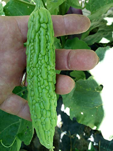 GHINO DI TACCO GRAINES MORMODICA CHARANTIA