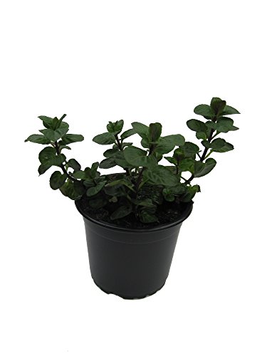 Mandarinenminze (Mentha x piperita), Mandarinen Minze, Kräuter Pflanze - 2