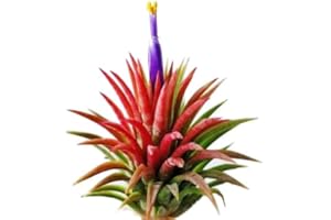 Planta Natural del Aire Color Rojo | DECOALIVE | Tillandsia Ionantha Roja Planta Viva