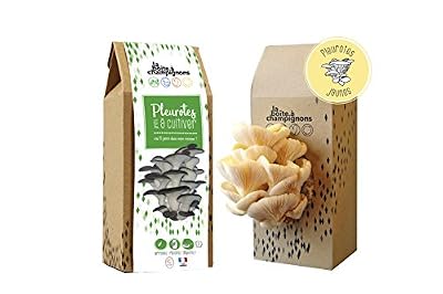 La Boîte à Champignons Kit Champignons - Prêt à Cultiver - Pleurotes Jaune - Small