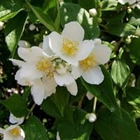 Duftjasmin - Philadelphus Eretus - Jasmin Gartenjasmin