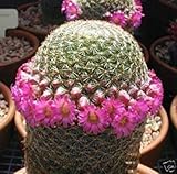 Envio internacional Farmerly Mammillaria matudae @ J @ Cactus Rare Cactus Seed 20 semillas