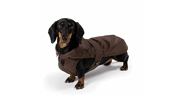 dachshund advert raincoat
