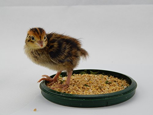 2,5 Kilo Spezial Wachtel Aufzuchtfutter - 3