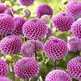 Dahlia Pom Pom 'Franz Kafka' WPC Prins Quality Summer Bulbs & Tubers