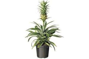 DECOALIVE Planta Piña Natural Planta Interior Que Hace Piñas