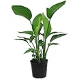 Creative Farmer Bird Of Paradise Live Plant