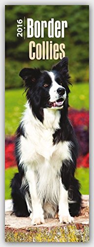 Border Collies 2016: Original BrownTrout-Kalender - Slimline [Mehrsprachig] [Kalender] (Slimline-Kalender)