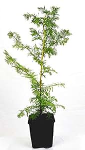 Seedeo® Urwelt-Mammutbaum (Metasequoia glyptostroboides) Pflanze 3