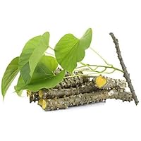 Evergreen Season Giloye/Giloy Plant/Neem Tree Giloy Seed Sticks Guruch Fresh Stems (6-Inch) -Set of 16 (Govt. Regd. Trademark No.3337155)