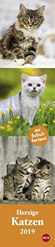 Katzen long - Herzige Katzen - Kalender 2019