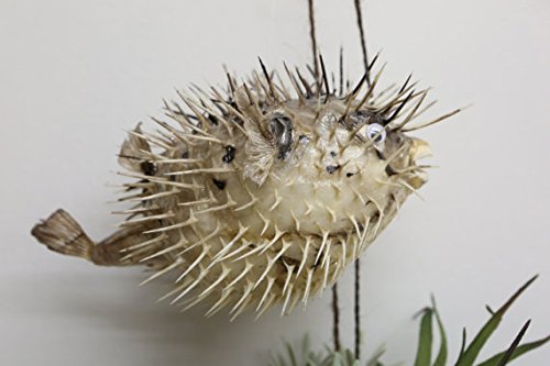 stuffed puffer fish
