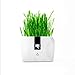 Produktbild CJN PET Grassamen, Soilless Papierbasierter Anbau, Natürliche Katzen Gras Saat Beutel