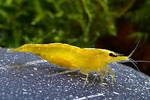 Garnelen Tom Zwerggarnele Yellow Fire (DNZ), 10 Stück