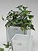 Produktbild 5x Würfel Glas farbig Blumentopf Übertopf Blumenübertopf weiß 10 cm