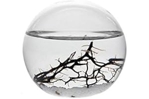 EcoSphere Kleine Bola de 10 cm White Line Dekoratives Ecosistema, Vidrio/Blanco, 10 x 10 x 9 cm