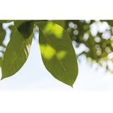 Lexa Walnussblätter geschnitten 500 g