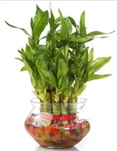 The Bonsai Plants - 2 Layer Lucky Bamboo Plant - Real Live Bamboo Plant Indoors Outdoors with Free Glass Pot for Gift/Gifting Purpose/Options - Low Maintenance - Perfect Gift - For Home or Office