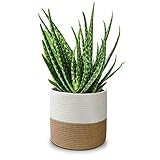 Elegante al tacto: utiliza esta cubierta para añadir un toque de gusto a tu planta de casa y ayuda a añadir un toque moderno a tu decoración.