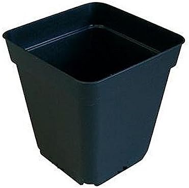 seedsnpots Square Small Plastic pots for Cactus Succulent Seedling Container - Pack of 10 (Black, 6.5x5x8 cm)