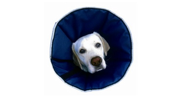 procone soft recovery collar
