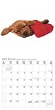 Image de Funny Dogs 2017 Broschürenkalender
