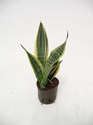 Bogenhanf, Sansevieria trifasciata Superba, Zimmerpflanze in Hydrokultur, 13/12er Kulturtopf, 25 - 30 cm