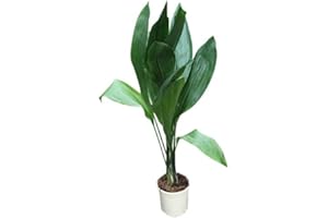 GARDEN MARKET PLACE Planta de la casa - Planta para el hogar o la oficina - Aspidistra elatior - Idioma de la suegra - GRAN PLANTA de 95 cm de altura