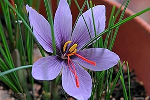 GENERIC Crocus Sativus Saffron Bulbs, Purple Hardy Perennial Flowering Garden Plants (10)