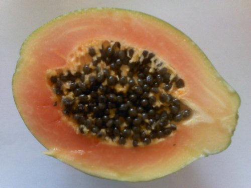 Papaya (Melonenbaum) Süße Früchte 15 frische Samenkörner - 3