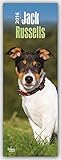 Jack Russell Terriers 2016 - Jack Russell Terrier: Original BrownTrout-Kalender - Slimline [Mehrsprachig] [Kalender] (Slimline-Kalender) by 