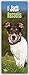 Jack Russell Terriers 2016 - Jack Russell Terrier: Original BrownTrout-Kalender - Slimline [Mehrsprachig] [Kalender] (Slimline-Kalender) by 