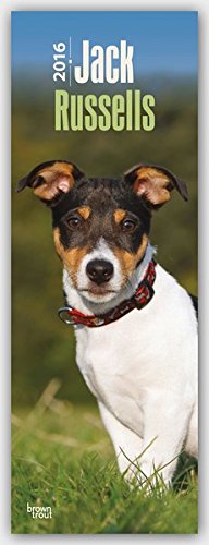 Jack Russell Terriers 2016 - Jack Russell Terrier: Original BrownTrout-Kalender - Slimline [Mehrsprachig] [Kalender] (Slimline-Kalender)