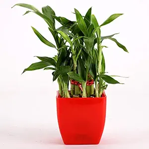 Ferns N Petals 2 Layer Lucky Bamboo Plant Live Indoor Red Plastic Pot 3 X 3 Inches