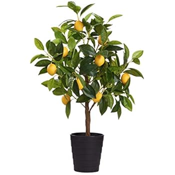 Amazon.de: BUTLERS Florista Zitronenbaum im Topf 68 cm