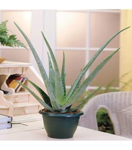 Echte Aloe Vera - im 12cm Topf - ca. 30-40cm hoch (6er Set) : Amazon.de:  Garten