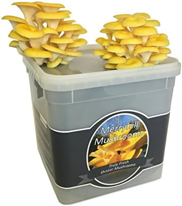 Merryhill Mushrooms - Yellow Oyster Mushroom Growing Kit
