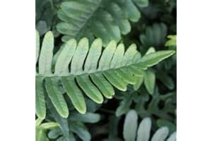 PLANTAPRO Polypodium vulgare – Winterhart, Mehrjährig, Immergrün – Tüpfelfarn – Bodendecker für Schattenbeet & Unterpflanzung im Garten