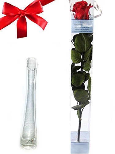 Rosen-te-amo 1 Liebes-Geschenkset, eine echte konservierte Rose in rot, mindestens 3 Jahre ohne Wasser haltbar, dazu eine
