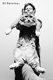 ed sheeran perfect song lyrics poster Licencia 100% oficial GB Eye Ltd, Ed Sheeran, Cat, Maxi Poster