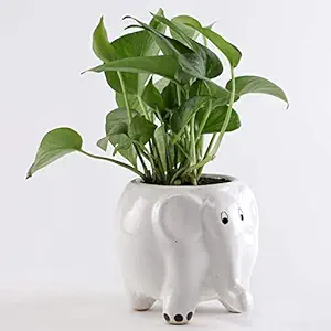 VishNature Money Plant In Elephant Ceramic Pot/Attractive/Decorative/Gifts/Birthday (White)