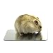Produktbild iBàste Kaninchen Hamster Dedizierte Kühlplatte Großhandelsbedarf Kühlkörper Große Aluminiumlegierung Wärmeableitungsplatte für Kleines Haustier