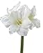 Produktbild Amaryllis Blüte weiß groß Kunstblume Weihnachten Dekoblume Rittersterne Hippeastrum Seidenblume Advents- und Weihnachtszeit