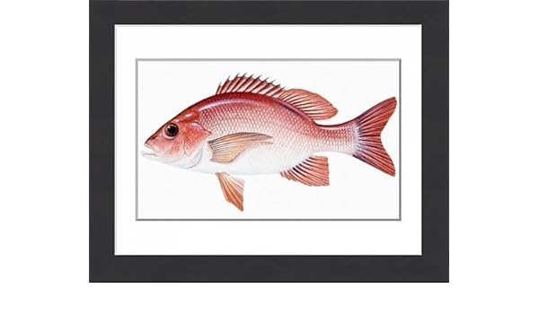 Media Storehouse Framed 16x12 Print Of Red Snapper Lutjanus