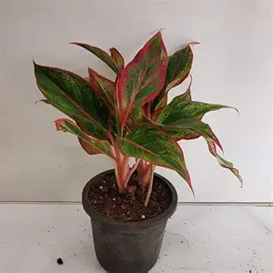 Mphmi Aglaonema aurora, Aglaonema lipstick - Plant