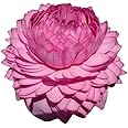 Lotus Live Plant (TUBER/Root) ULTIMATED THOUSAND Petal Double Lotus Orginal Variety Guarante Blooming With in 20 Days BIG Hybrid Water Lotus For OutDoor & Indoor(1000 Petal)