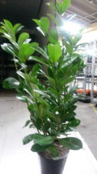 Prunus laurocerasus Rotundifolia 70 cm Rundblättriger Kirschlorbeer