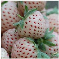 Ananas-Erdbeere 20 Samen, weiße Erdbeere Samen