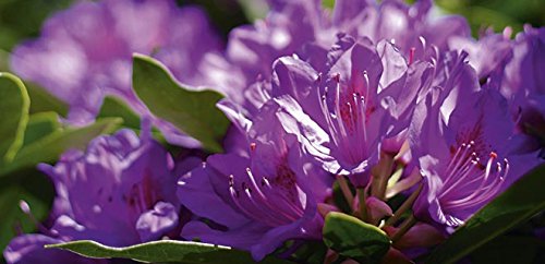 Osmo® Bio Rhododendron Dünger 6-2-5 +1 % Mg, 5 kg Sack - 2